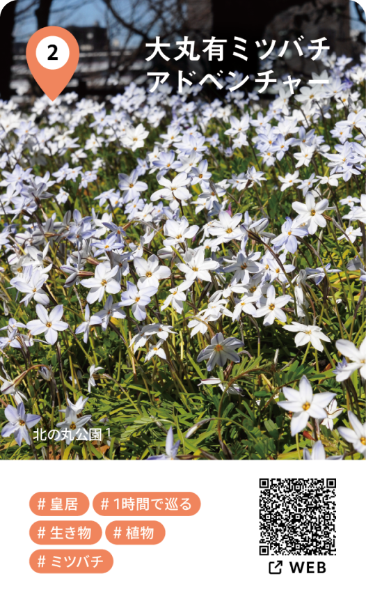 皇居外苑や日比谷公園の自然風景